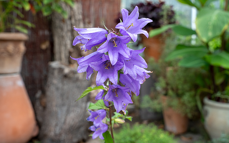 Nesselblättrige Glockenblume (Saatgut)