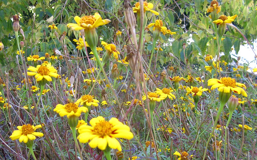 Tagetes patula (Saatgut)