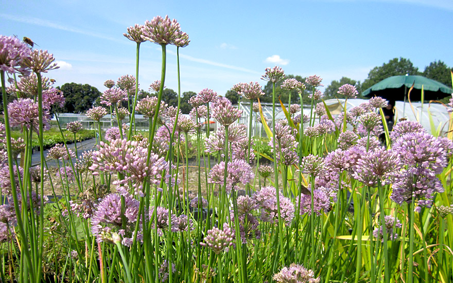 Schnittknoblauch, rosa (Pflanze)