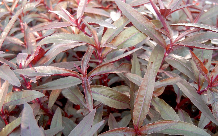 Mukunu-Wenna, rot (Pflanze)