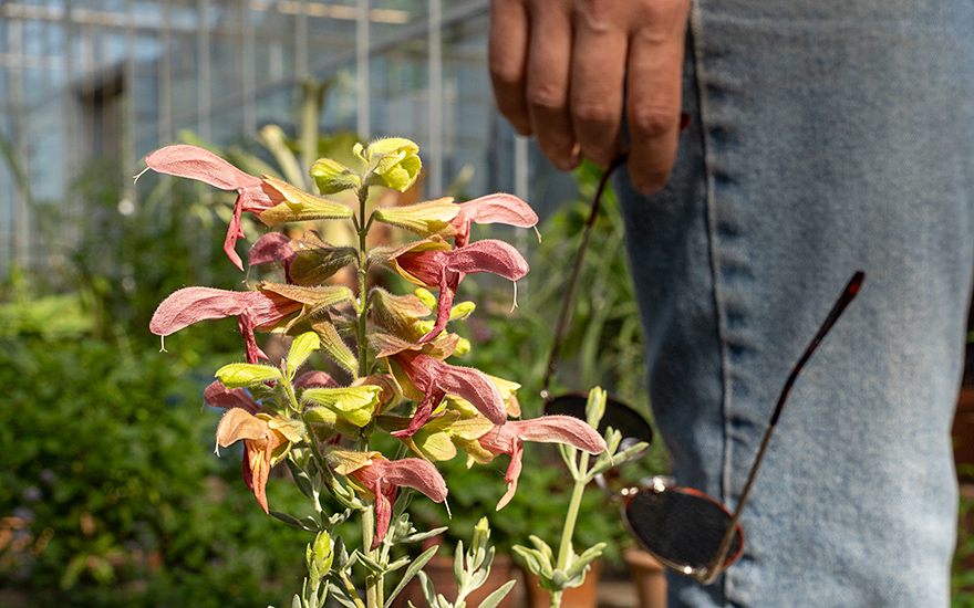 Lanzettsalbei (Pflanze)