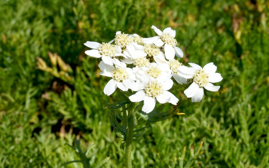 Iva (Moschus-Schafgarbe) (Pflanze)