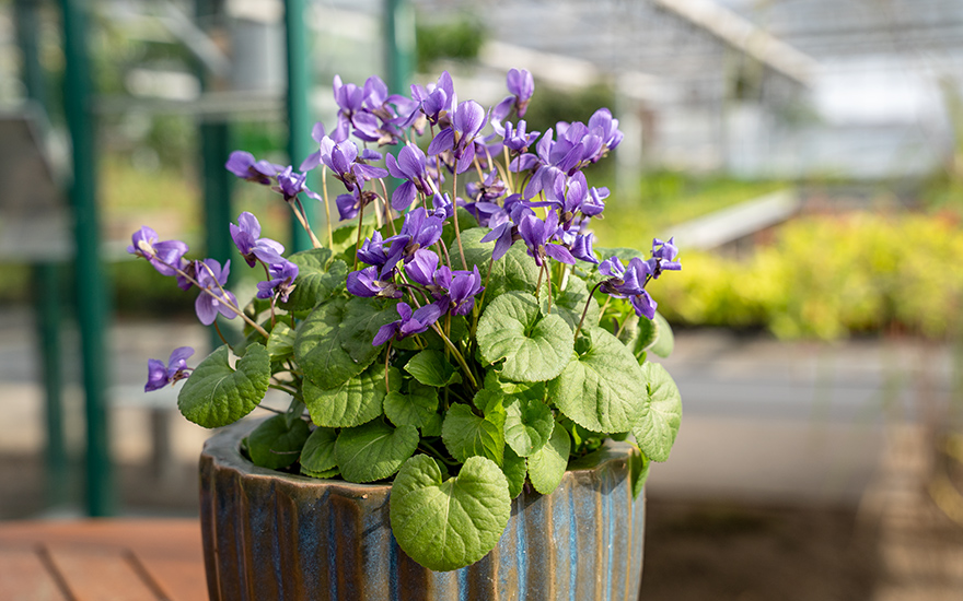 Duftveilchen (Saatgut)