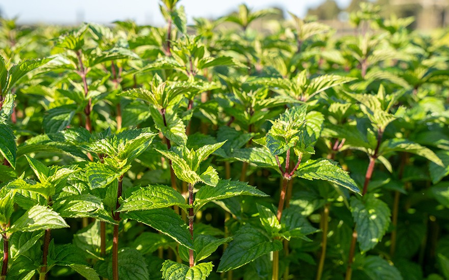 Multimenthaminze (Pflanze)