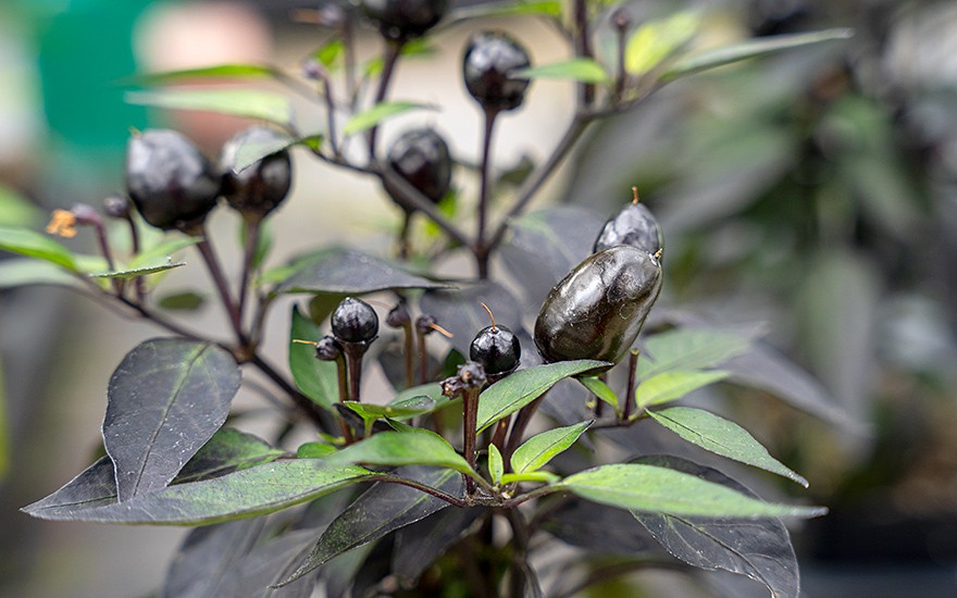Chili &#039;Peruvian Purple&#039; (Saatgut)