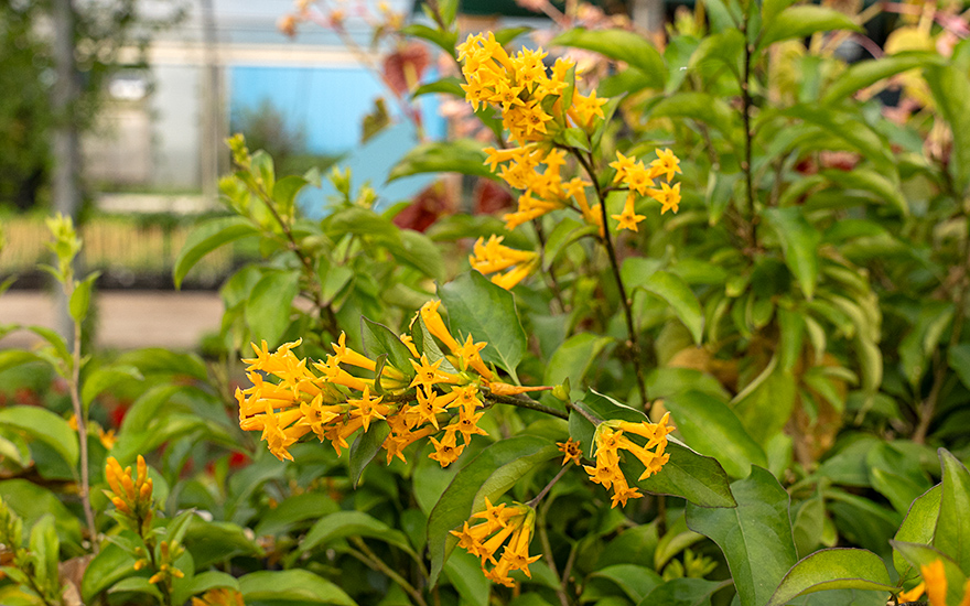 Goldgelber Hammerstrauch (Pflanze)