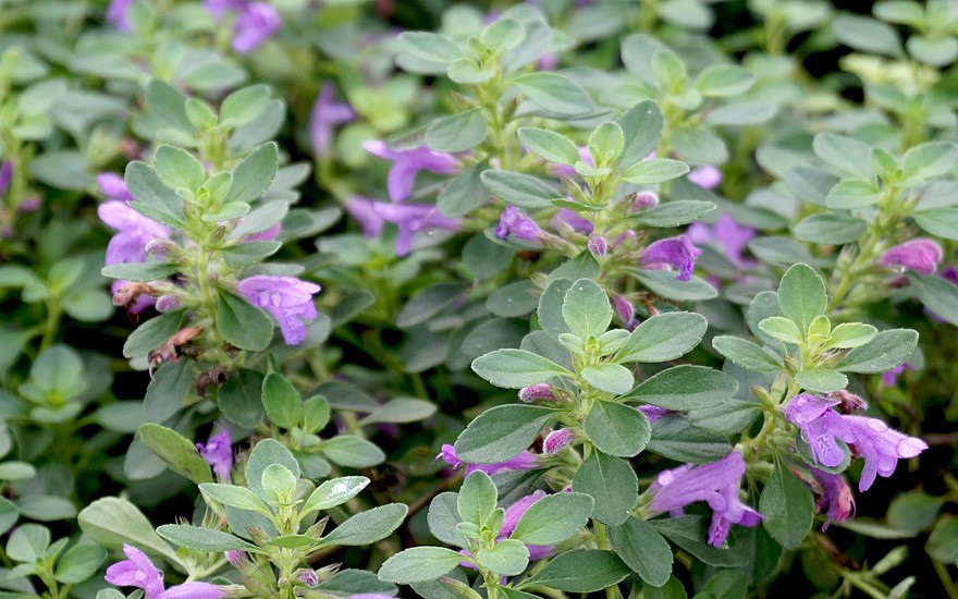 Bergminze 'Fragrant Beauty' (Pflanze)