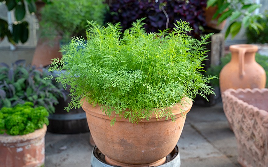 Dill 'Bouquet' (Saatgut)