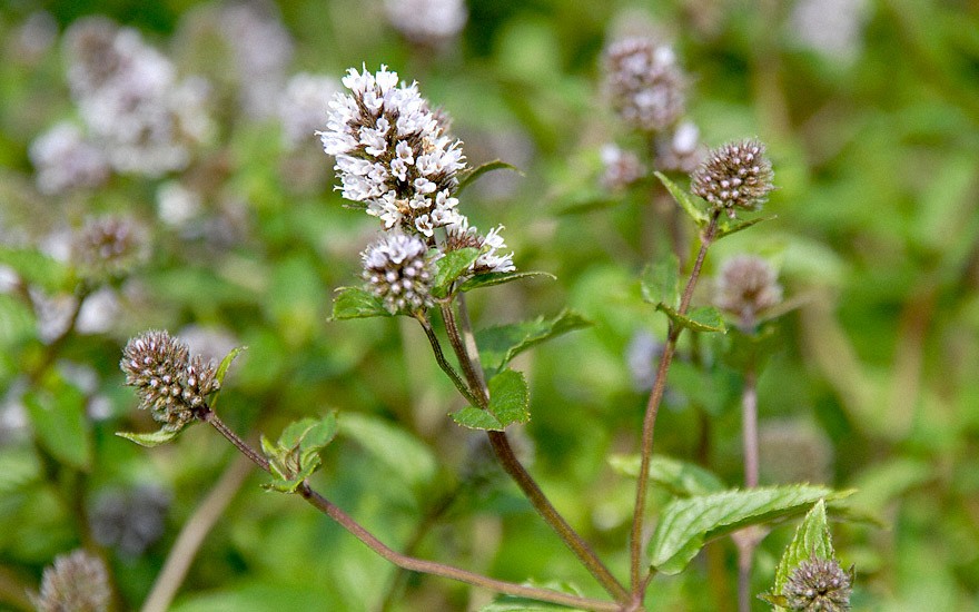 Englische Pfefferminze 'Mitcham' (Pflanze)