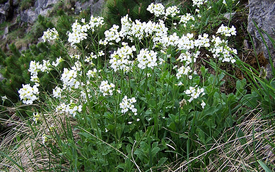 Alpenkresse (Pflanze)