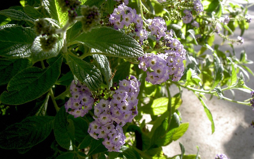 Heliotrop, hellblau (Vanilleblume) (Pflanze)