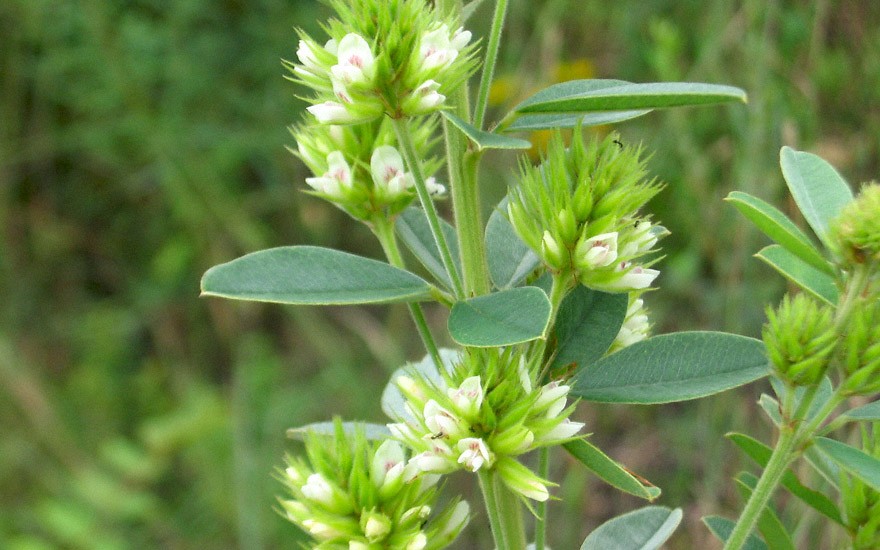 Lespedeza (Saatgut)