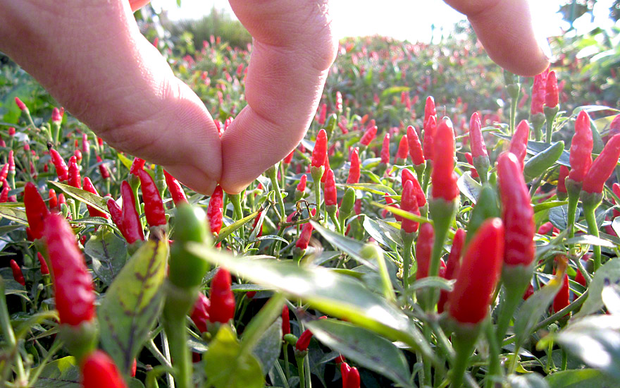 Mini-Chili (Bonsai-Chili) (Saatgut)