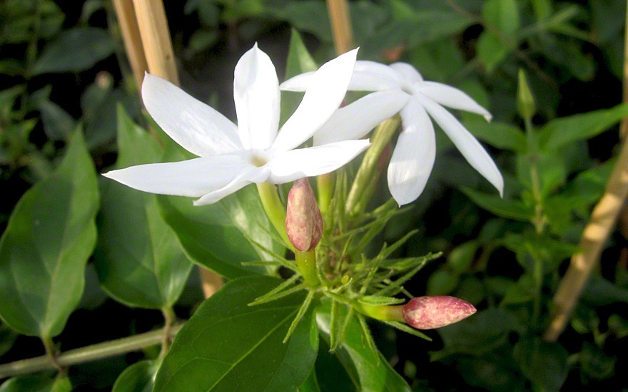 Schmalblättriger Jasmin (Pflanze)