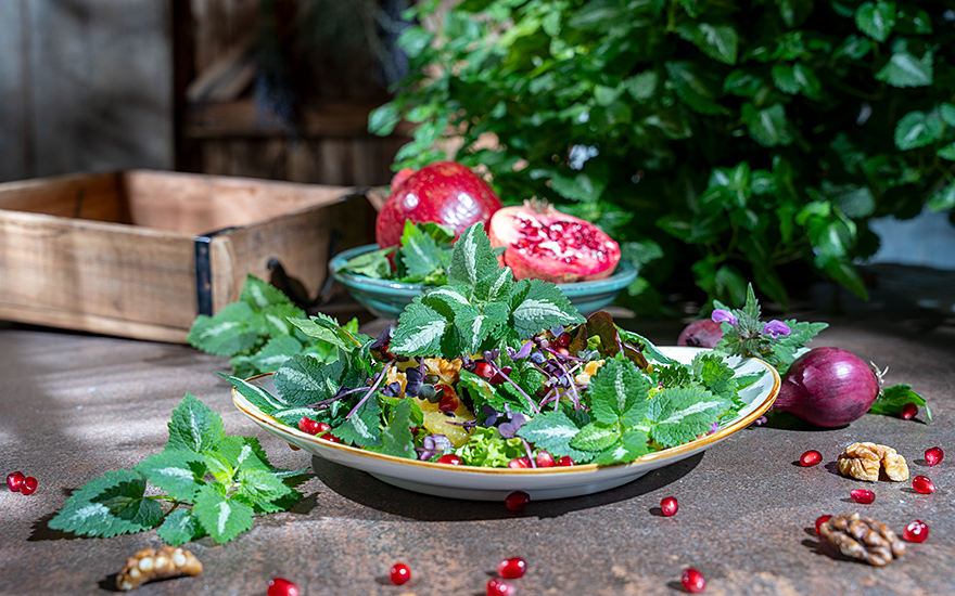 Gefleckte Taubnessel (Pflanze)