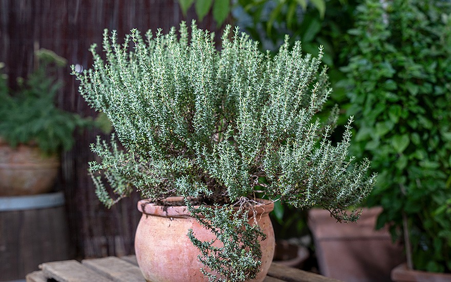 Thymian 'CT Linalool' (Pflanze)