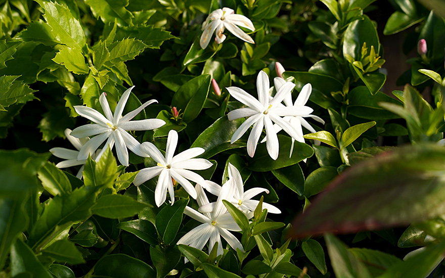 Thai-Jasmin (Pflanze)