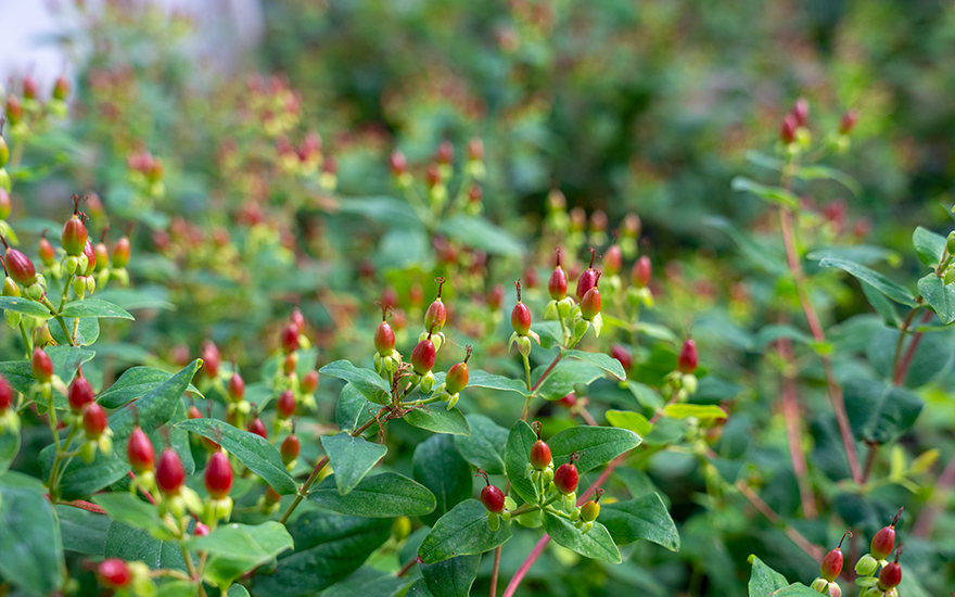 Johanniskraut, zitronenduftend (Saatgut)