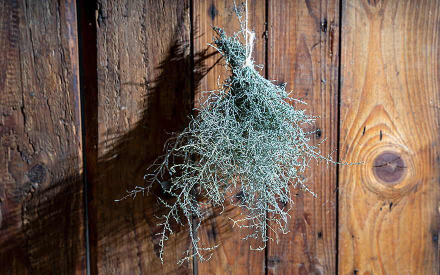 Aragonischer Wermut (Pflanze)