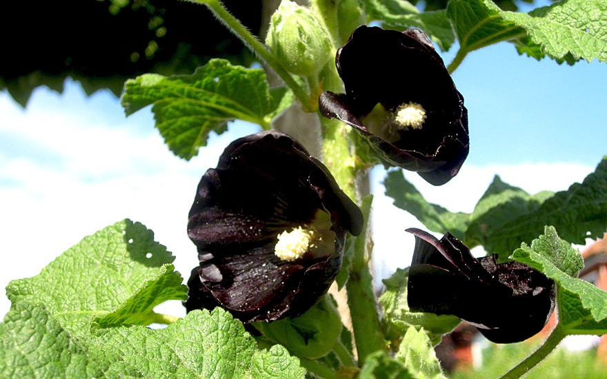 Schwarze Stockrose (Saatgut)