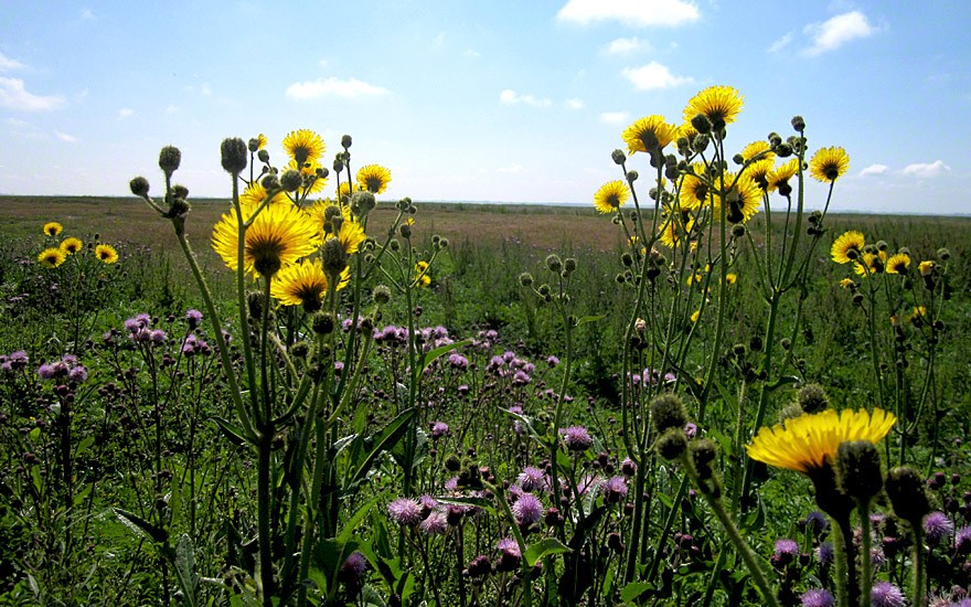 Wiesen-Pippau (Saatgut)