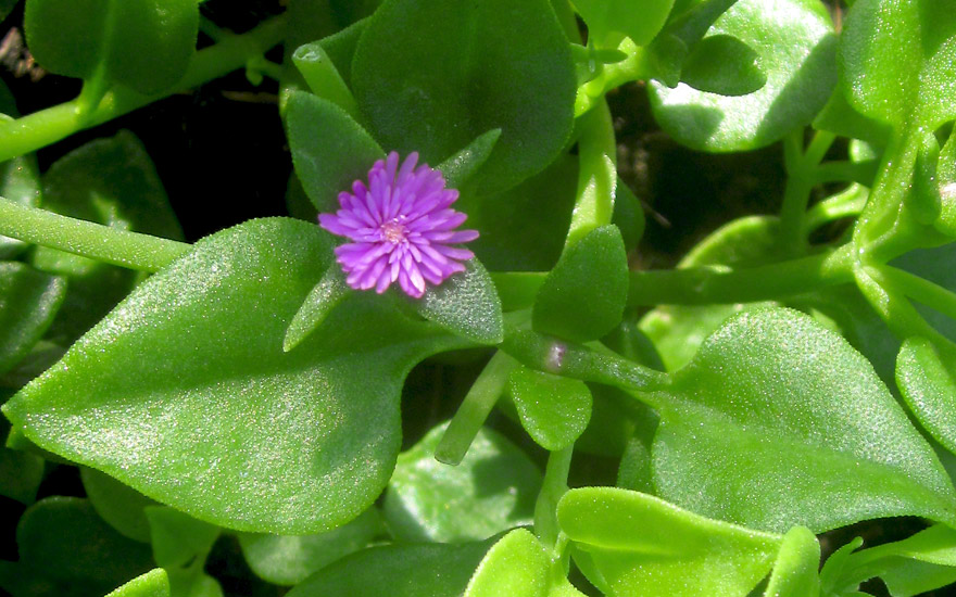 Herzblattsalat, Cordifole (Pflanze)