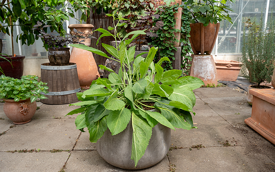 Senfkresse (Pflanze)