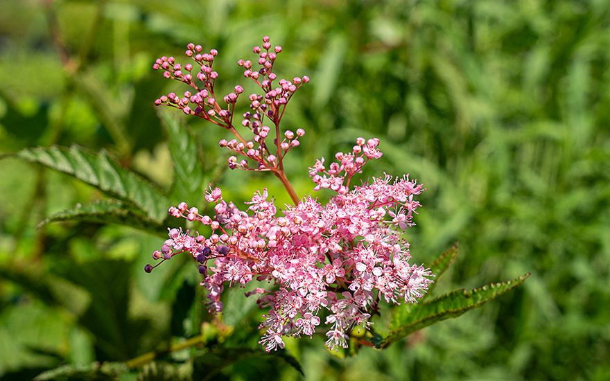 Prärie-Mädesüß (Pflanze)
