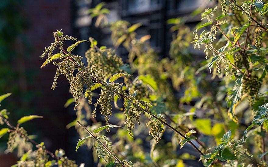Große Brennessel (Saatgut)
