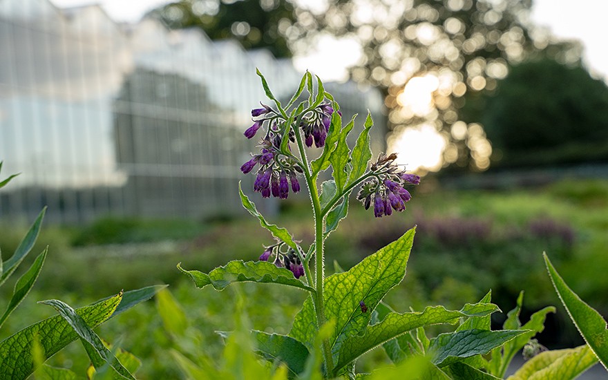 Beinwell, wilder Comfrey* (Saatgut)