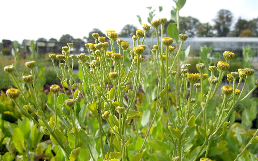 Marienblatt, Frauenminze (Pflanze)