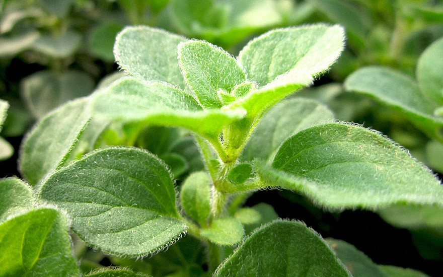 Griechischer Oregano 'Hot and Spicy' (Pflanze)