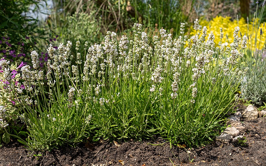 Lavendel, weiß blühend (Pflanze)