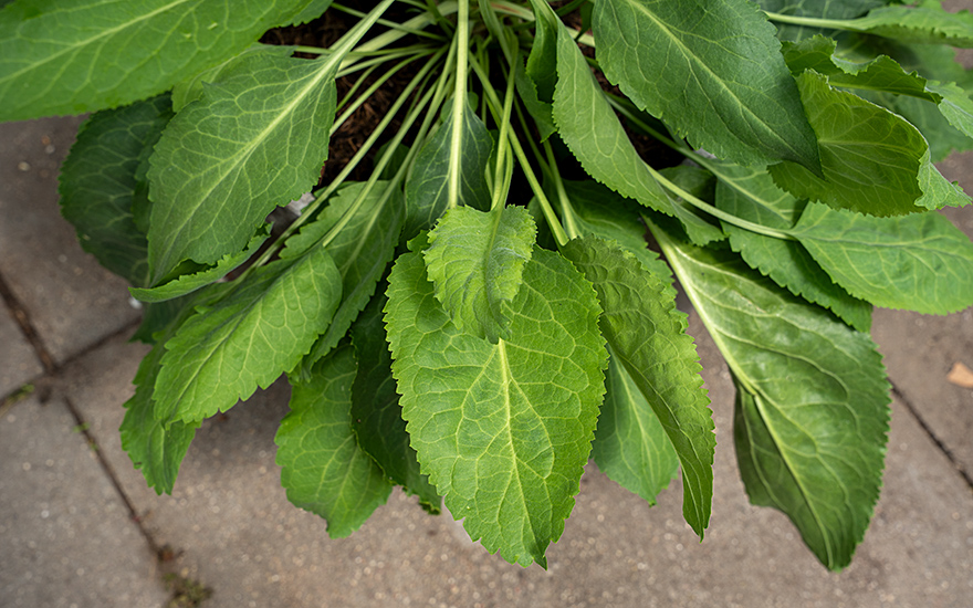 Senfkresse (Pflanze)