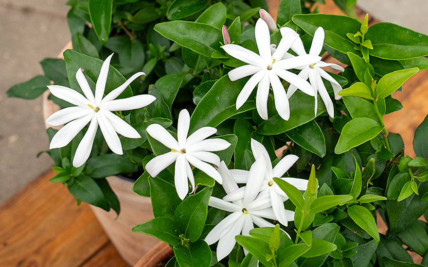 Thai-Jasmin (Pflanze)
