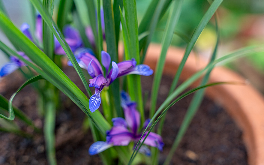 Pflaumen-Iris (Pflanze)