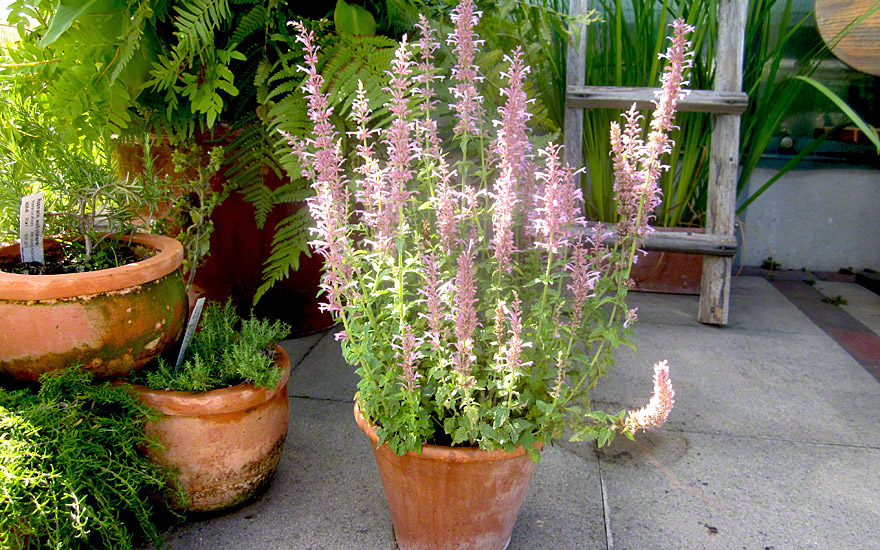 Agastache 'Pink Pop' (Saatgut)