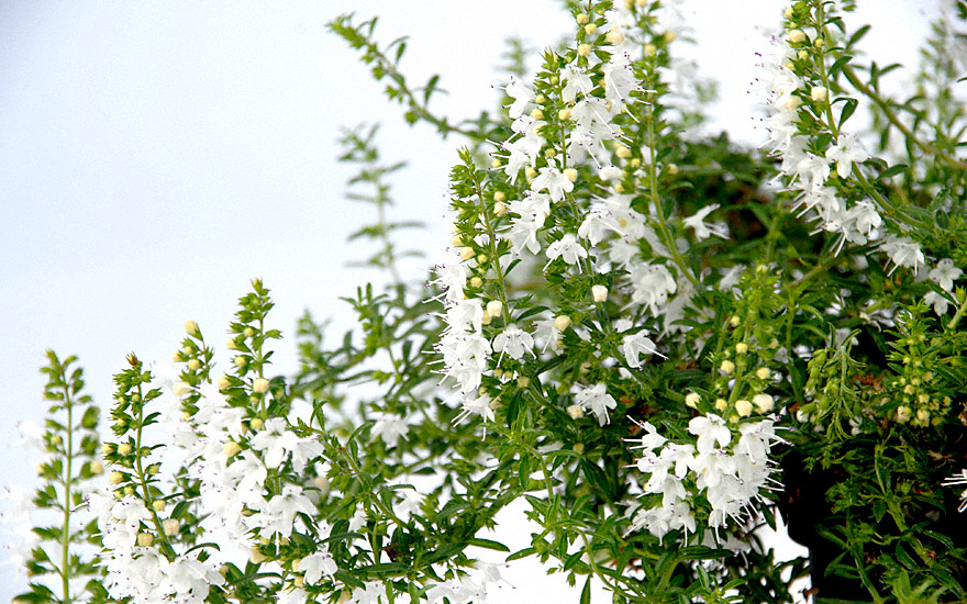 Bergbohnenkraut, kriechend (Pflanze)