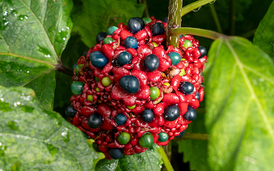 Chinesischer Losbaum, rosa (Pflanze)