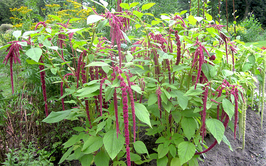 Gartenfuchsschwanz, hängend (Saatgut)