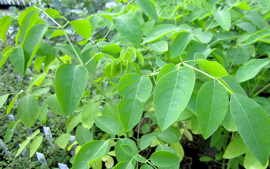 Afrikanische Moringa Moringa stenopetala 5 Samen