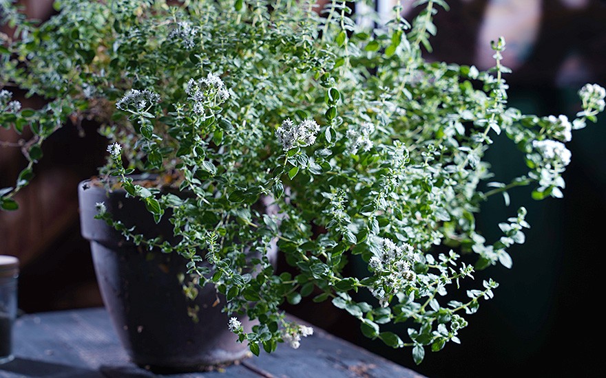 Türkischer Oregano (Pflanze)