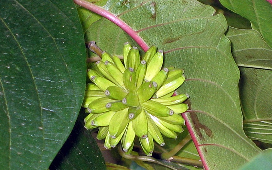 Chinesischer Krebsbaum (Saatgut)