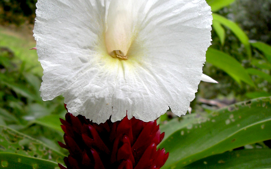 Kreppingwer (Pflanze)