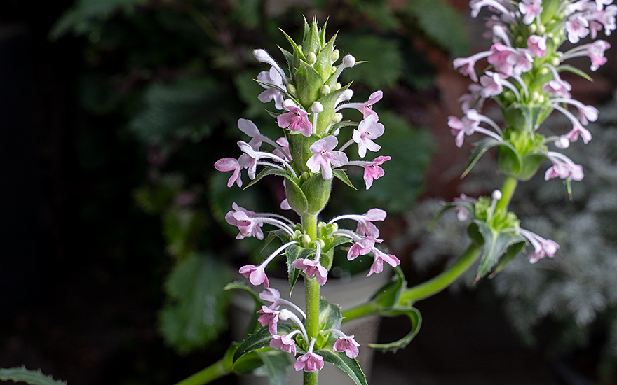 Elfen-Distel (Pflanze)