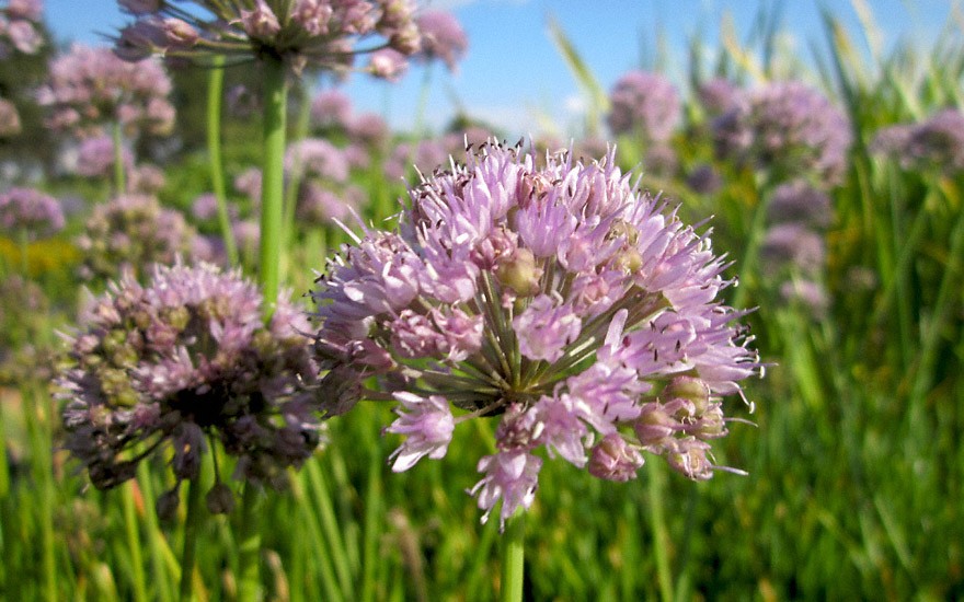 Schnittknoblauch, rosa (Pflanze)