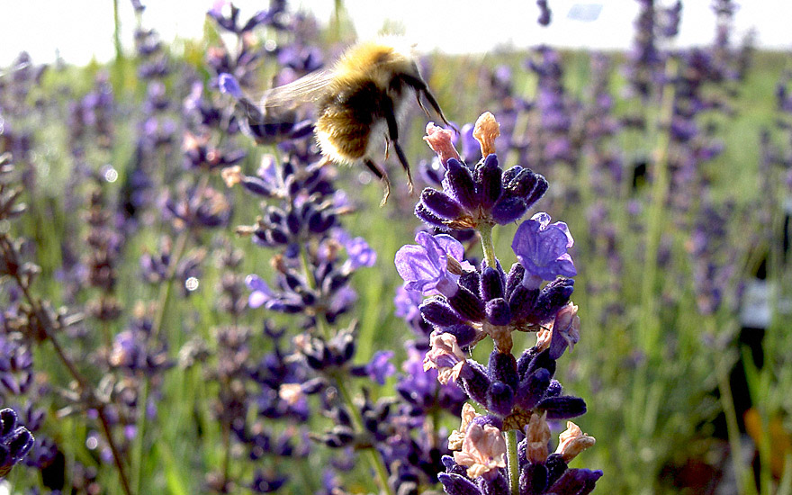 Lavendel 'Hidcote Blue' (Pflanze)