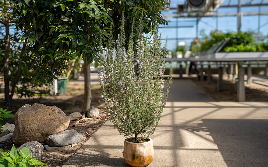 Rosmarin 'Green Ginger' (Pflanze)