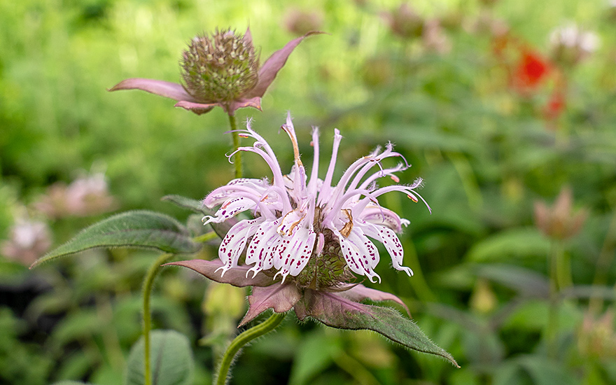 Monarda 'Ozark' (Pflanze)