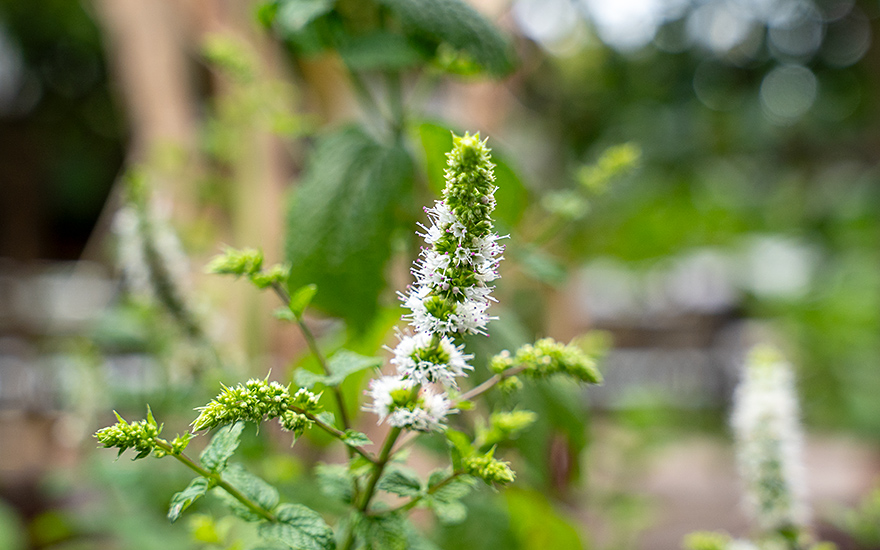 Indische Minze, Pudina (Pflanze)